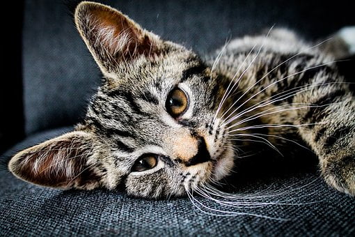 Cat laying down relaxed