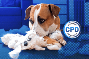 Canine Separation Anxiety Webinar Online Course