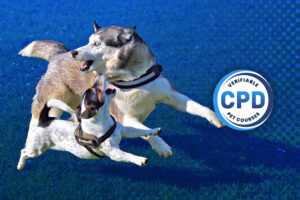 Managing Safe Interactions Between Dogs Webinar Online Course