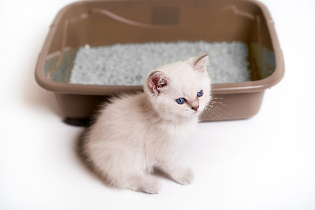 A kitten sat in front of a litter tray with litter in the bottom
